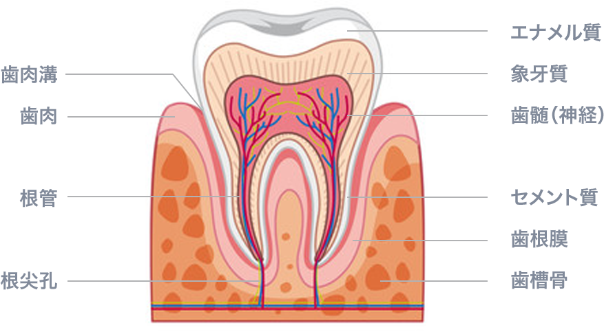 歯の構造を知る